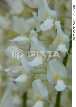 Wisteria trellis 7177883