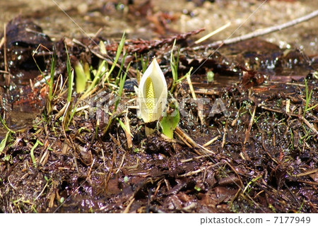 Moist and wild plants · Buddha flame bracts of water basho that finally opened in late spring · Yellow stick shaped flowers · Horizontal position slightly up 7177949
