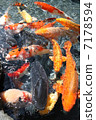 彩色鯉魚 7178594