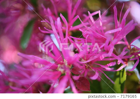 Safflower Tokiwamansaku Flower language: I want to love from me Loropetalum chinense 7179165