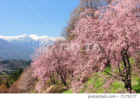 紅色高山櫻花和多雪的中央阿爾卑斯山 7179177