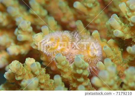 大旋鰓蟲 7179210