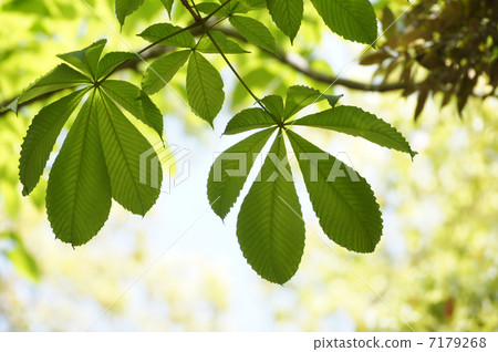 Fresh green tochi leaves Fresh green tochi leaves 7179268