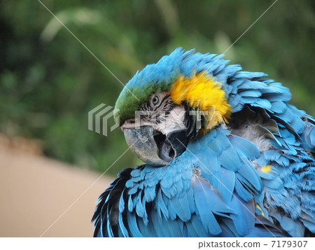 Ruri Macawo Ruri Macawo 7179307