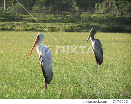 Africa tokiko Africa tokiko 7179332