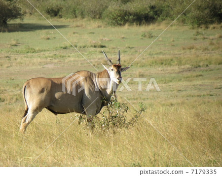 Eland 7179335