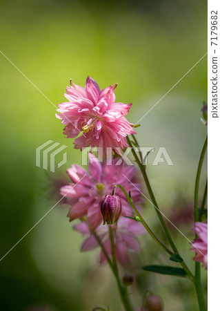 Odamaki花卉圖片素材 7179682