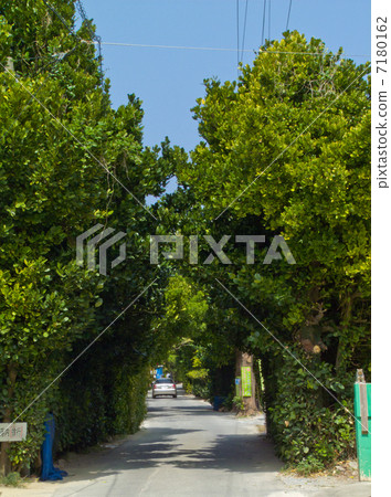 Green Tunnel Green Tunnel 7180162