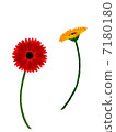 Gerbera 7180180