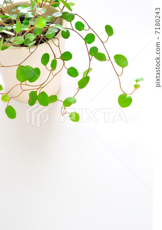 Wire plants Wire plants 7180243