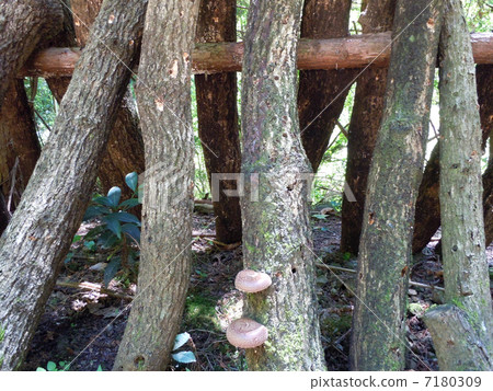 Shiitake cultivation 7180309