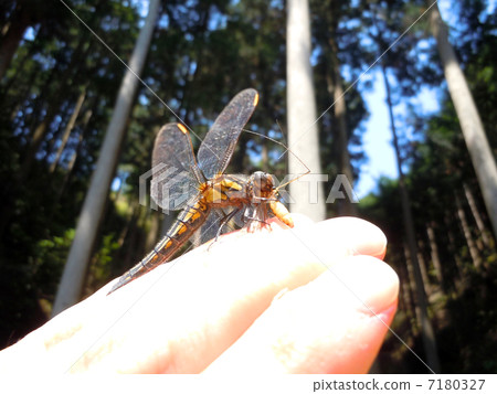 Dragonfly while eating 7180327