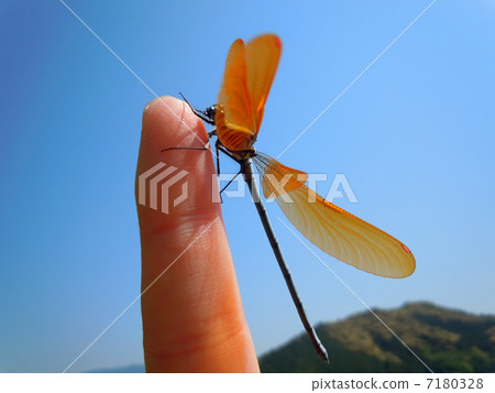 Kawatonbo停在手指上 Kawatonbo停在手指上 7180328