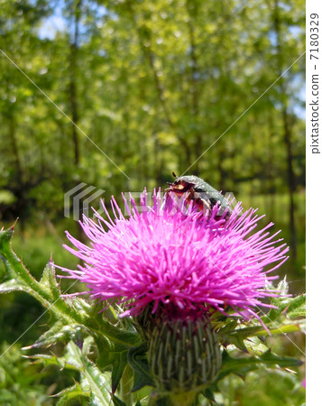 Hanamuguri和薊 7180329