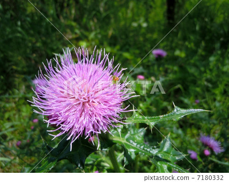 Hanagumo and thistle " 7180332