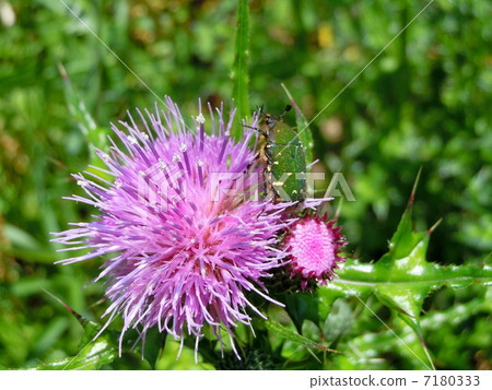 Hanamuguri和薊 7180333