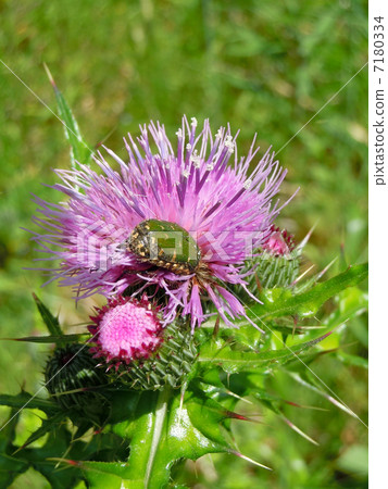 Hanamuguri and thistle 7180334