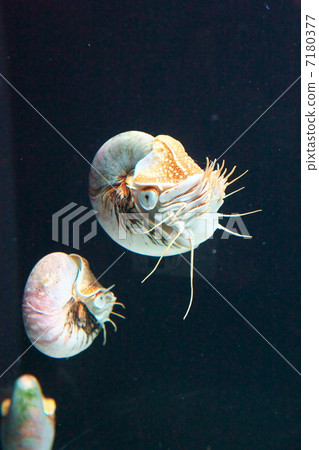 Parrot shellfish 7180377