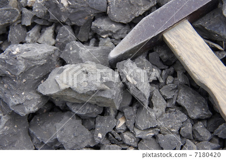Fossil excavation of shellfish Fossil excavation of shellfish 7180420