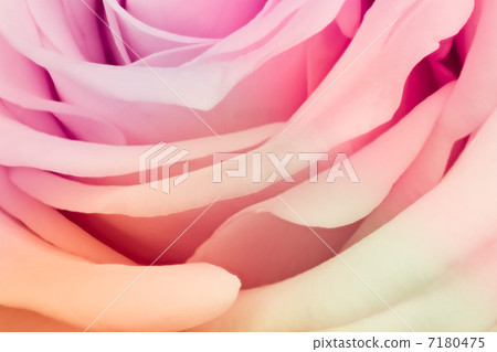 multicolor rose 7180475