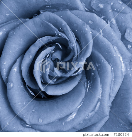 blue rose 7180524