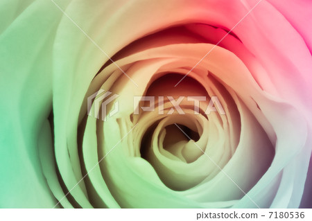 multicolor rose 7180536