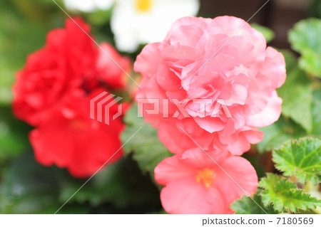 燈泡海棠花 7180569
