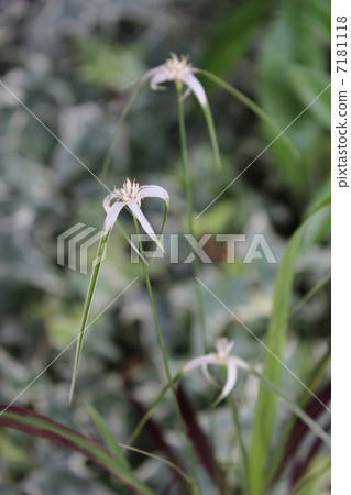 Shirasagi蚊帳燈籠 7181118