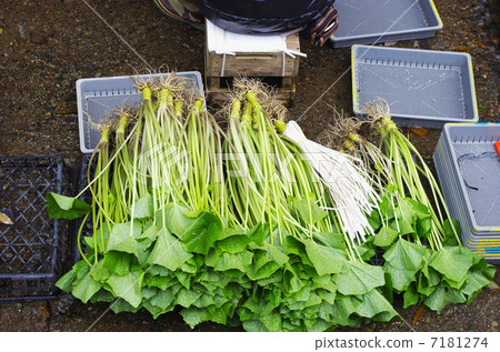 Preparation for shipment of horseradish wasabi 7181274