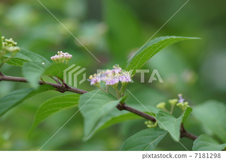 Murasaki It is a small flower. 7181298