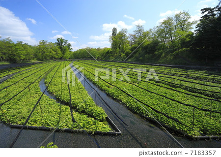 Azumino新鮮的綠色的山葵領域 7183357