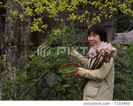 高級採取野菜 7183468