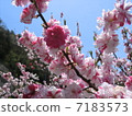 Flower peach 7183573