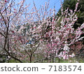 Flower peach 7183574