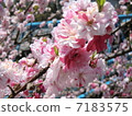 Flower peach 7183575