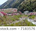 Flower peach 7183576