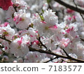 Flower peach 7183577