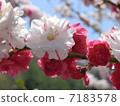 Flower peach 7183578