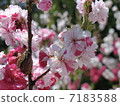 Flower peach 7183588