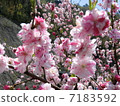 Flower peach 7183592