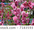 Flower peach 7183593