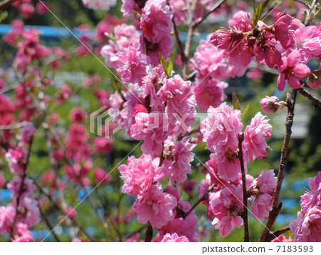 Flower peach 7183593