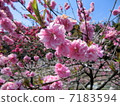 Flower peach 7183594