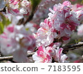 Flower peach 7183595