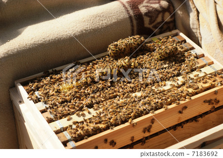 Bee hive bee hive 7183692