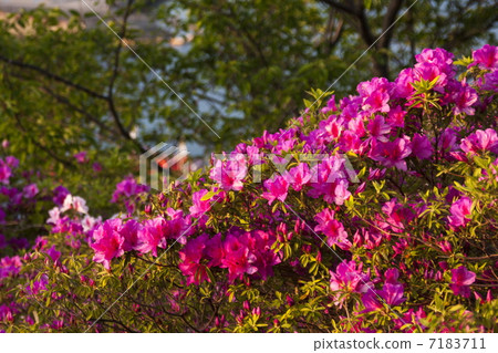 平戶杜鵑花 7183711