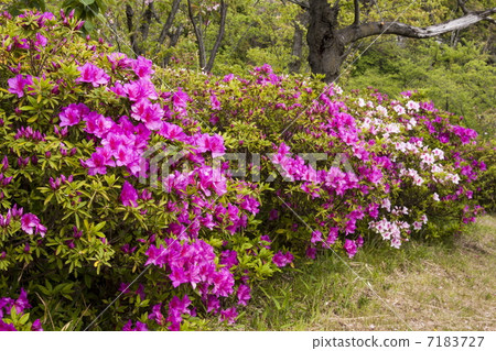平戶杜鵑花 平戶杜鵑花 7183727