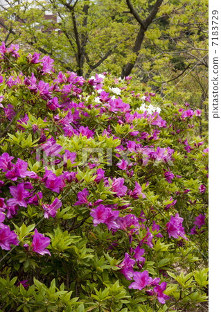 平戶杜鵑花 平戶杜鵑花 7183729