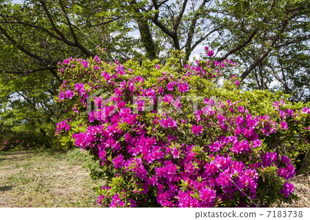 平戶杜鵑花 平戶杜鵑花 7183738