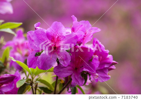 平戶杜鵑花 平戶杜鵑花 7183740